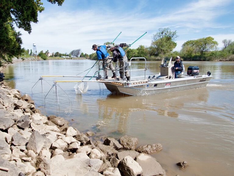Electrofishing - FISHBIO | Fisheries Consultants