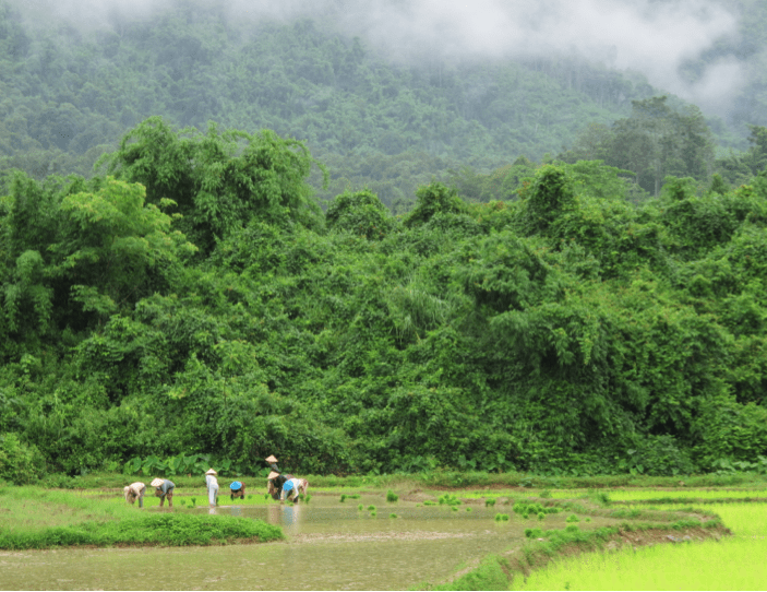 Rice paddy in Laos