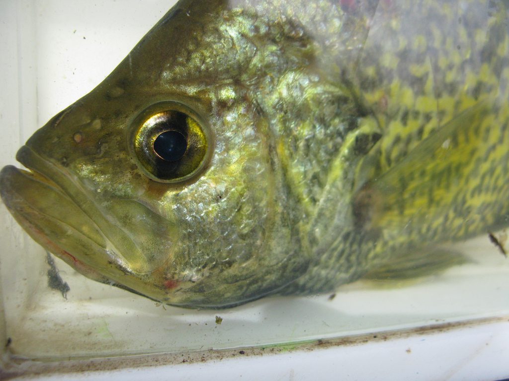 The smelling fish: how do fish smell?