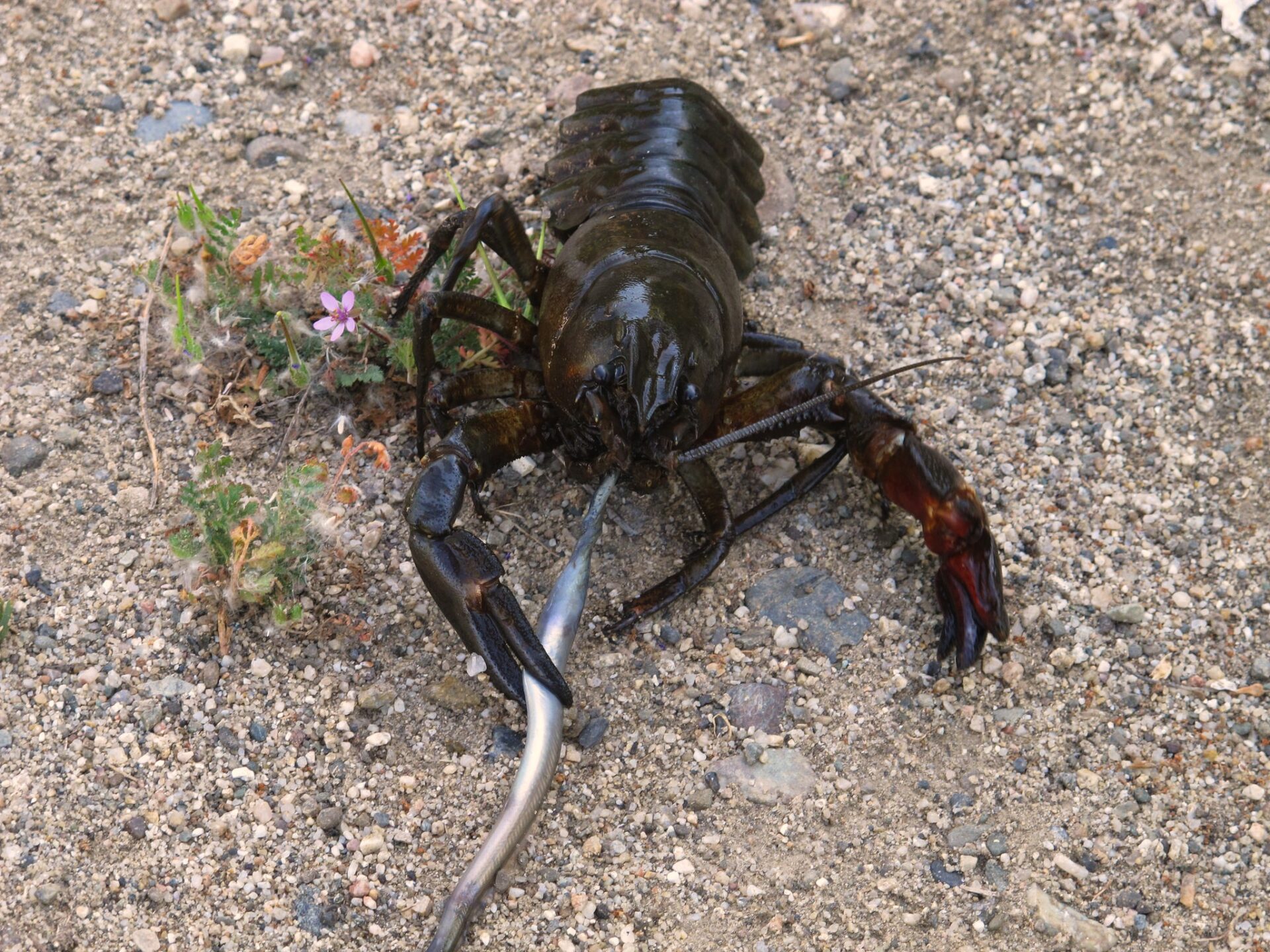 Crayfish eating lamprey