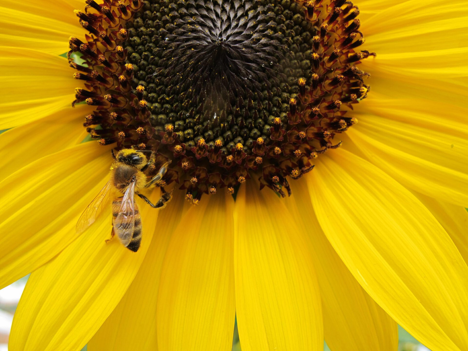 Honeybee on sunflower