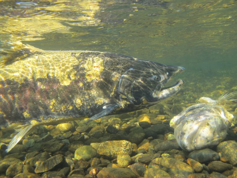 Landlocked Chinook Salmon discovered in Oregon