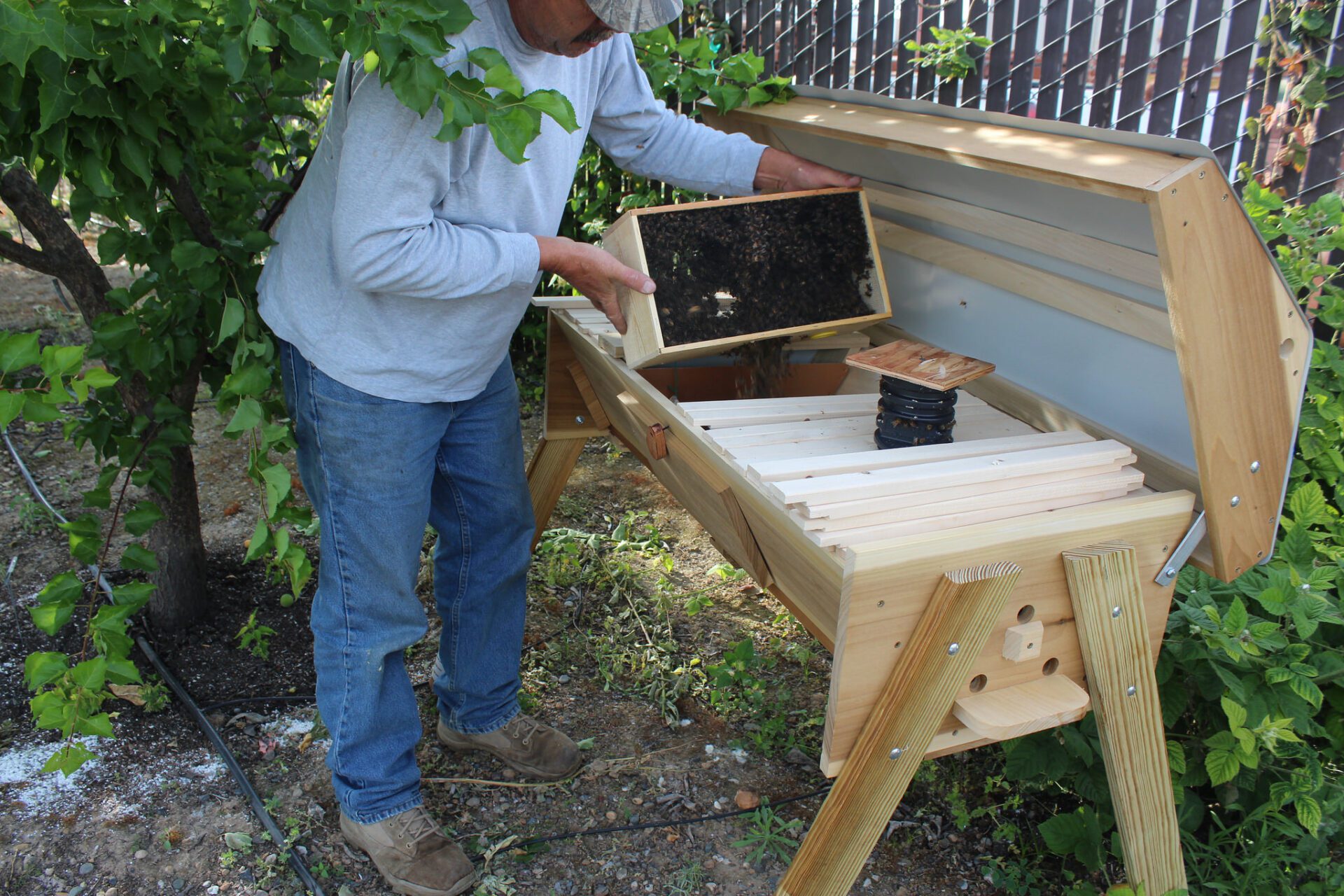 Introducing bees into the hive