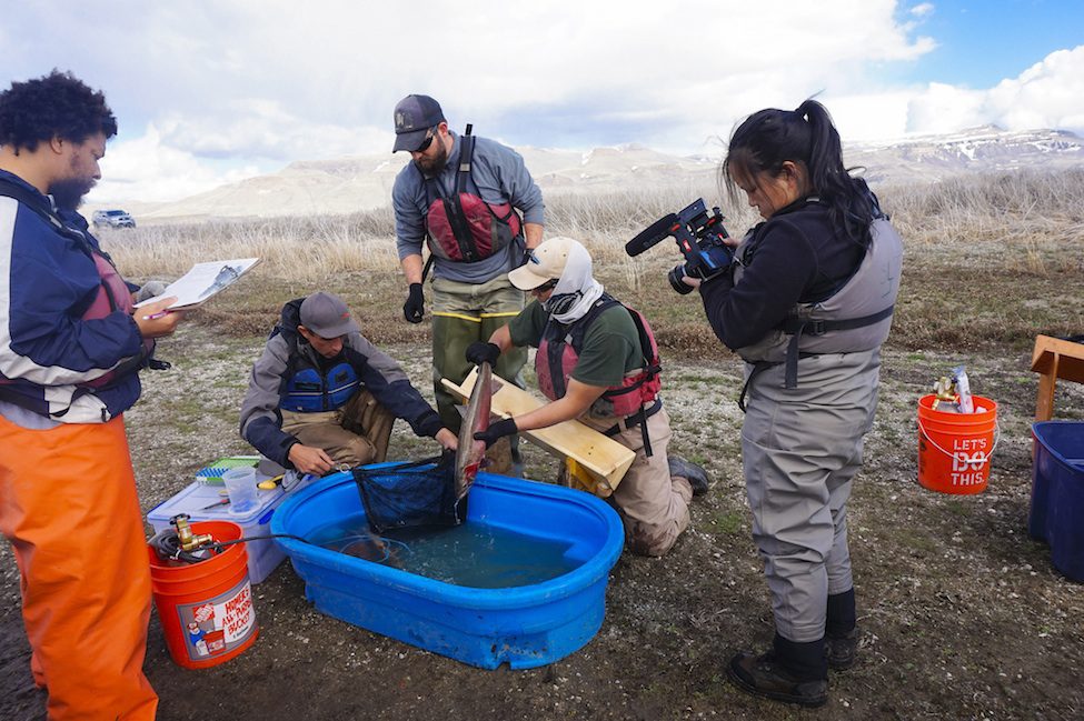 Measuring Lahontan Cutthroat Trout