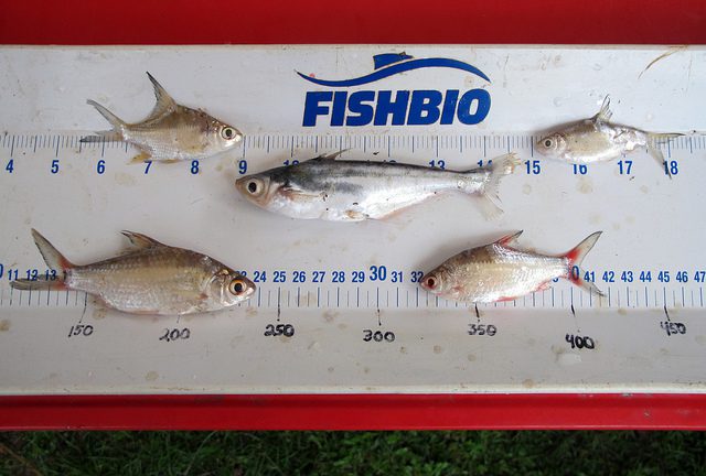 Lao Fish Diversity