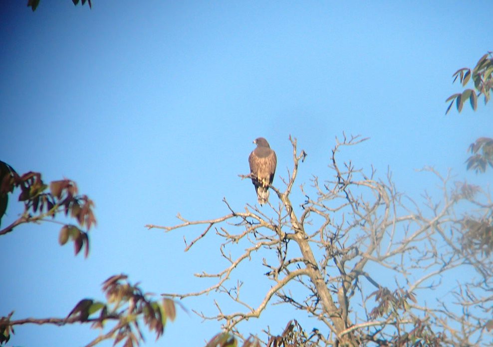 An adult Swainson's hawk perching in an orchard