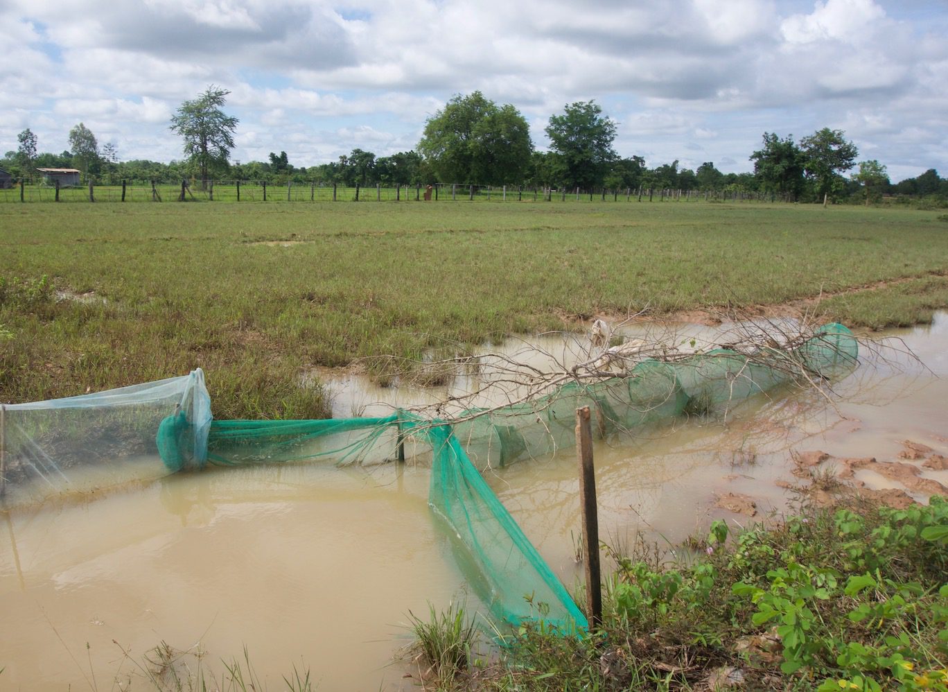 Cambodian fyke trap in a canal