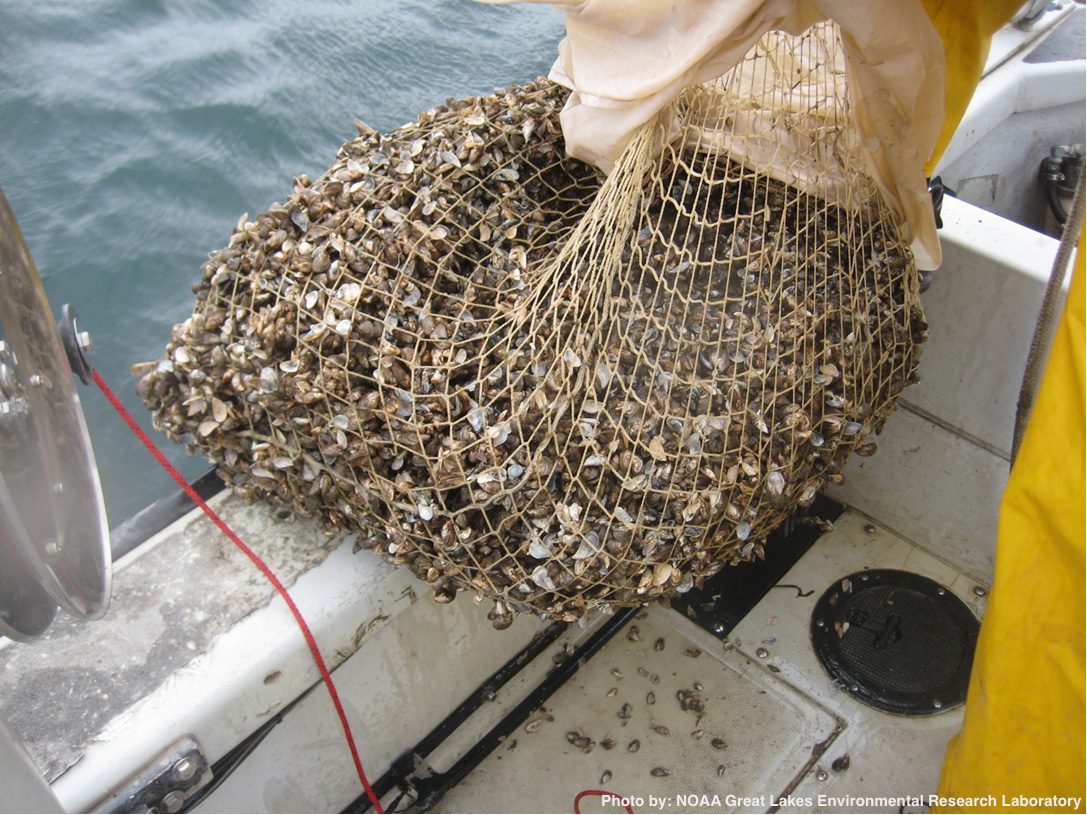 Quagga mussels collected with an epibenthic dredge in the St. Lawrence River near Cape Vincent, NY. Photo courtesy of NOAA's Mussel Watch program. 2009.