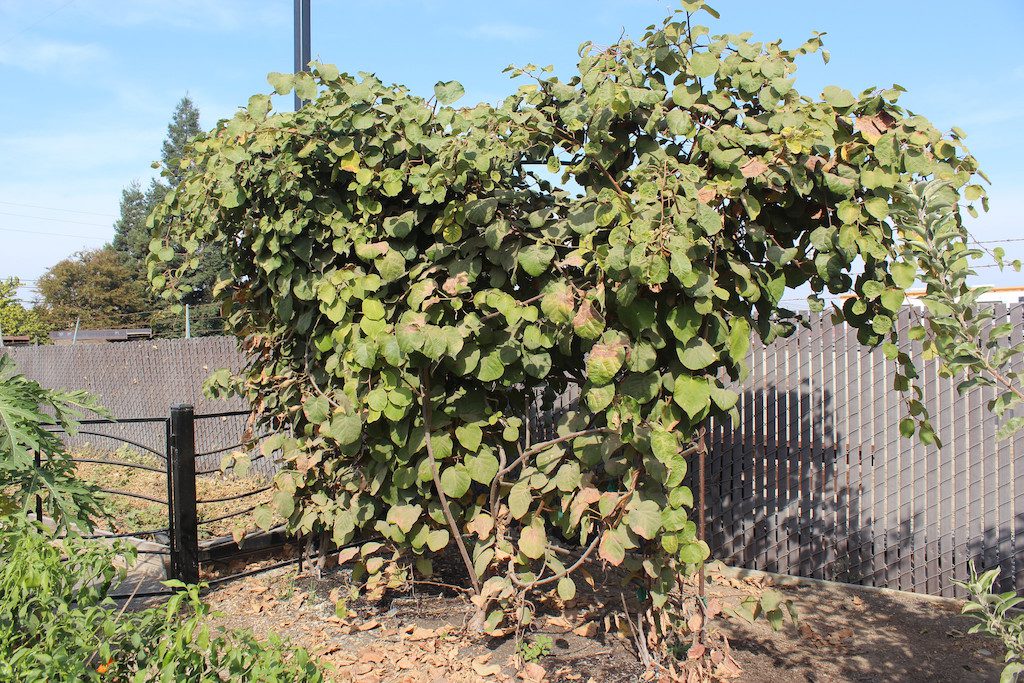 Kiwi vines