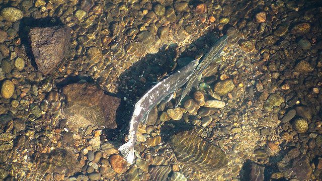 Spawning Def Who Made this Redd? Using eDNA for Spawning Surveys - FISHBIO ...