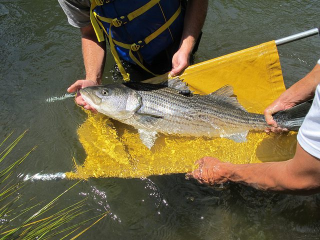 Tracking Fish on the Move: Biotelemetry in the Delta - FISHBIO