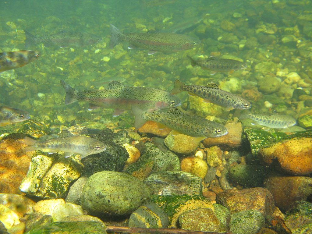Hope for Rainbow Trout on the Stanislaus River - FISHBIO