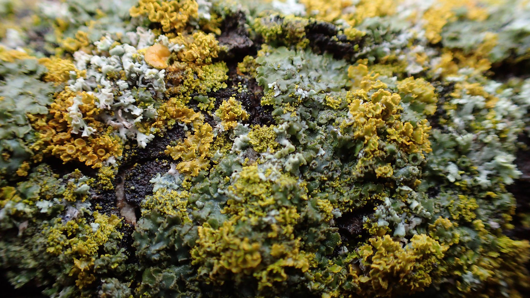 Lichen Forest