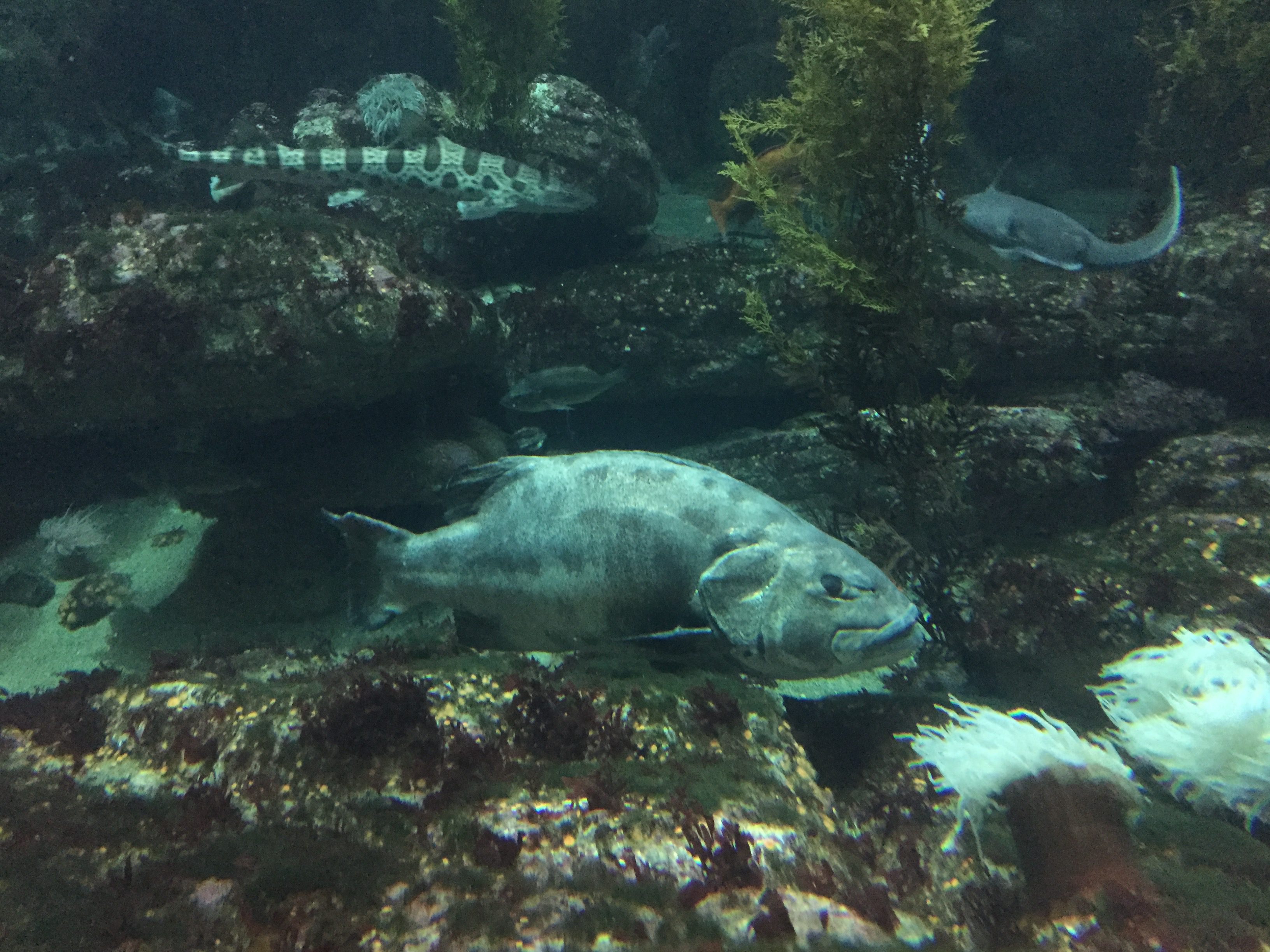Giant sea bass Monterey Bay Aquarium
