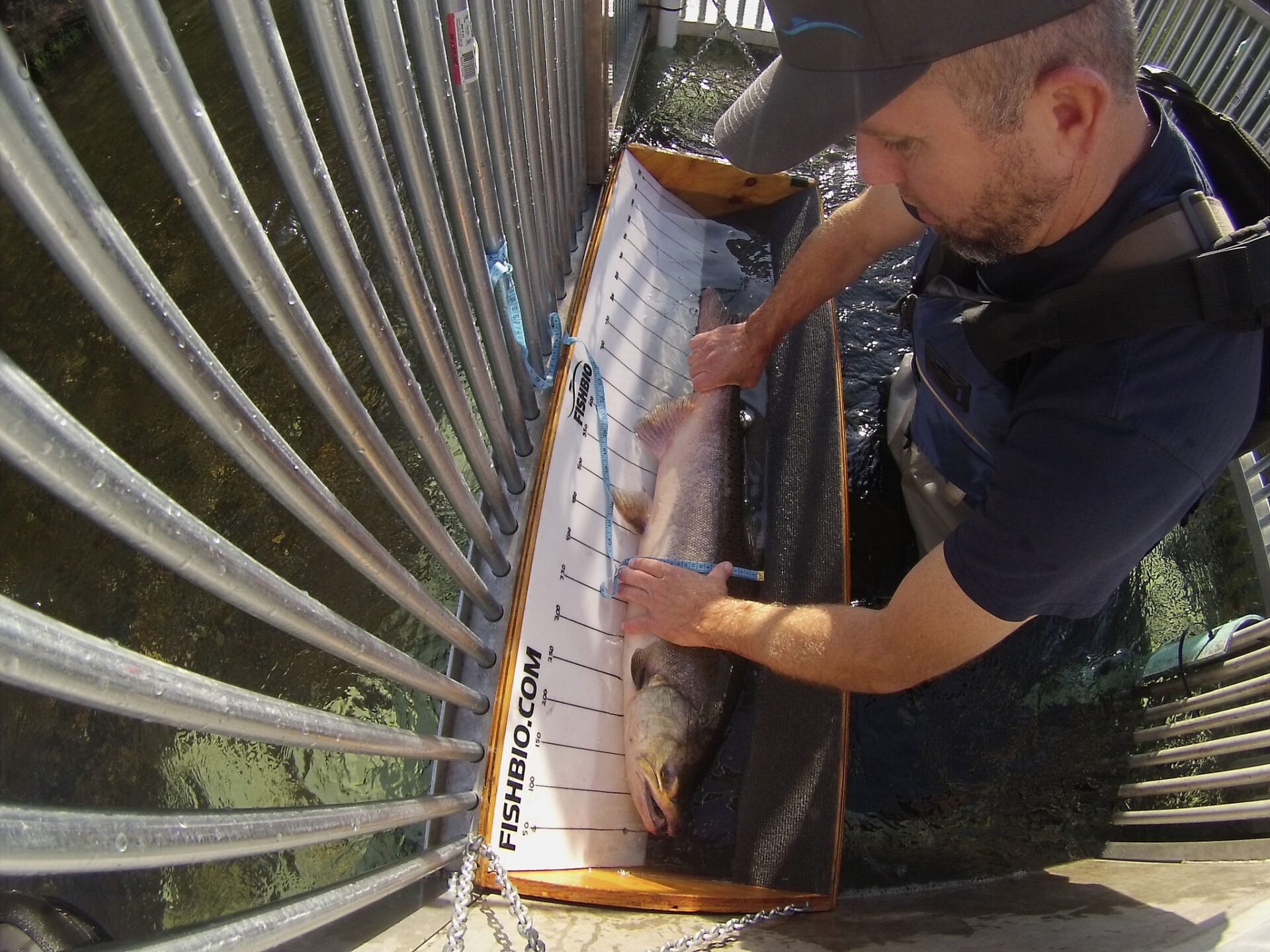 FISHBIO technician Mike Justice measures a Chinook salmon at the Stanislaus weir Oct 11 2018