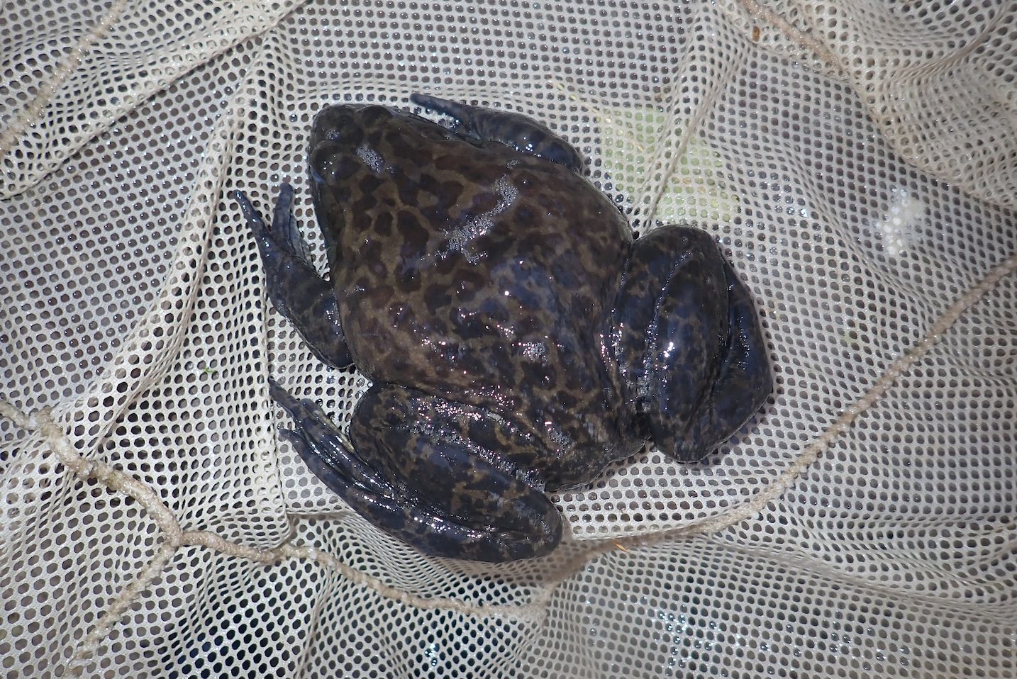 Bullfrog dark morph
