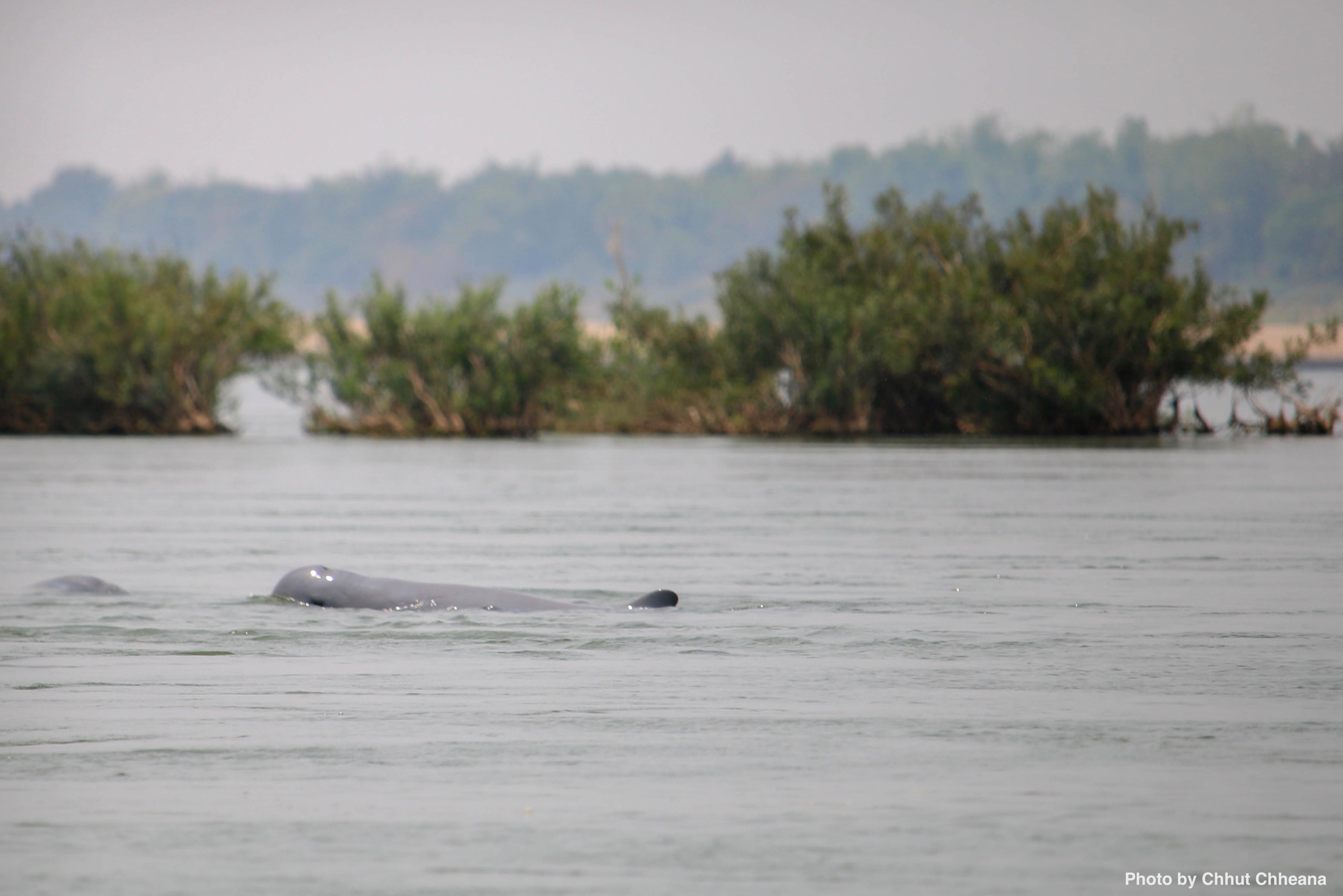 Irrawaddy River Dolphin in Kratie 2018-4_Chhut Chheana (1)