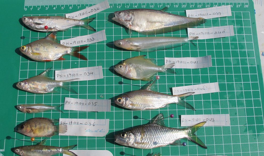 Fish Diversity Nam Kading River Laos
