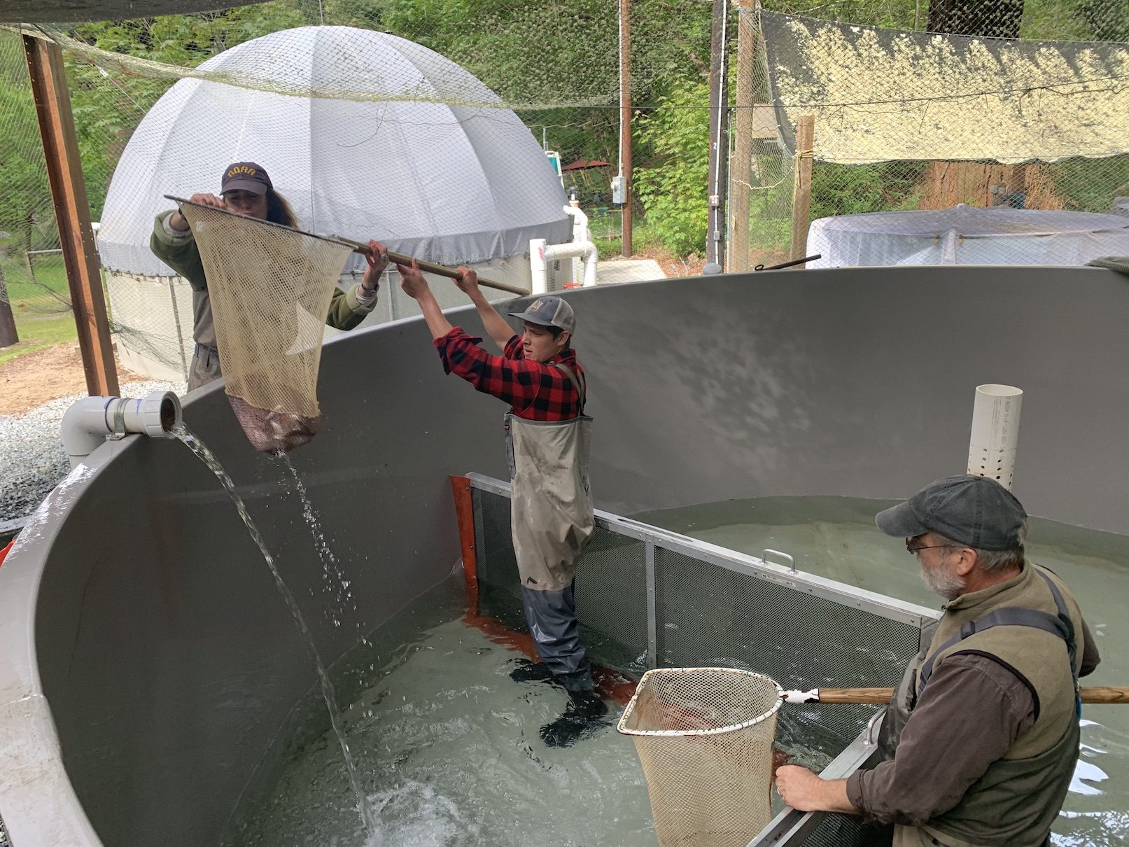 Collecting juvenile coho at conservation hatchery