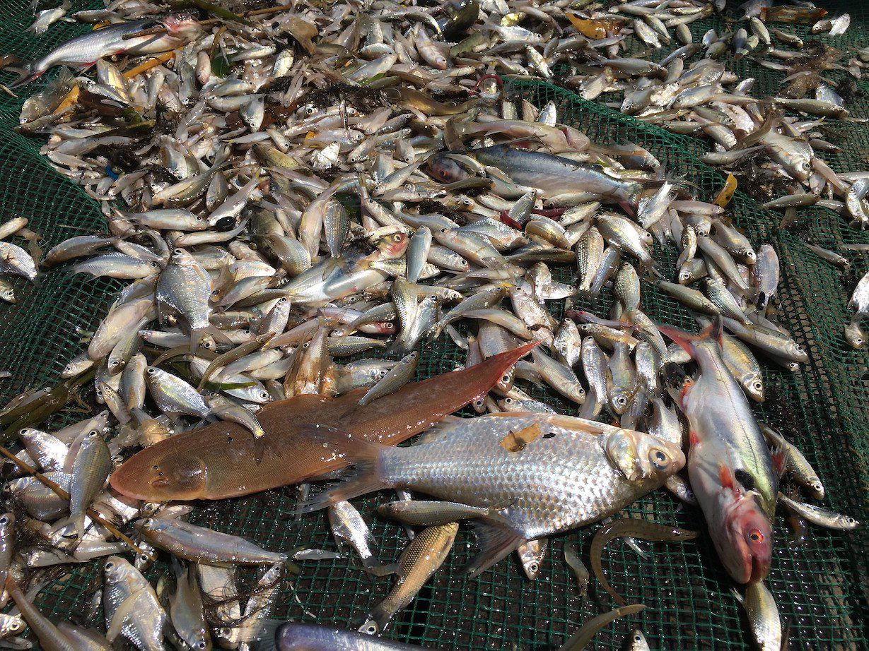 Fish from Dai net fishery