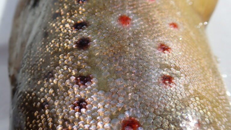 Photo Friday: Flashy Fish Scales - FISHBIO | Fisheries Consultants