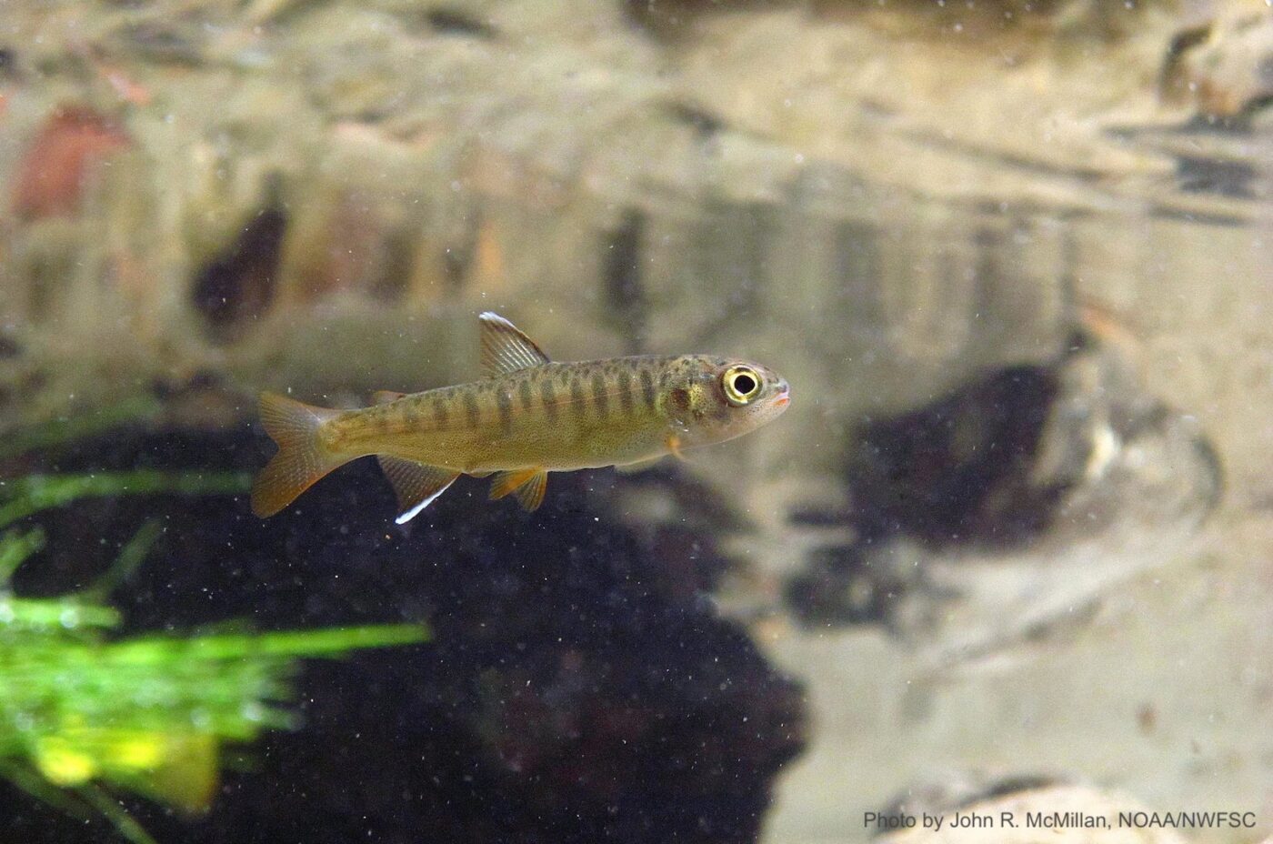 How Coho Cope with Drought: Studying Summer Sanctuaries - FISHBIO ...