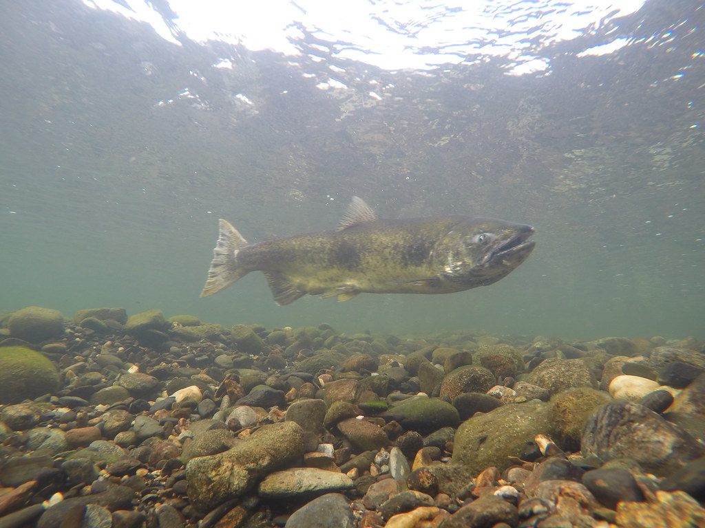 Female Chinook salmon