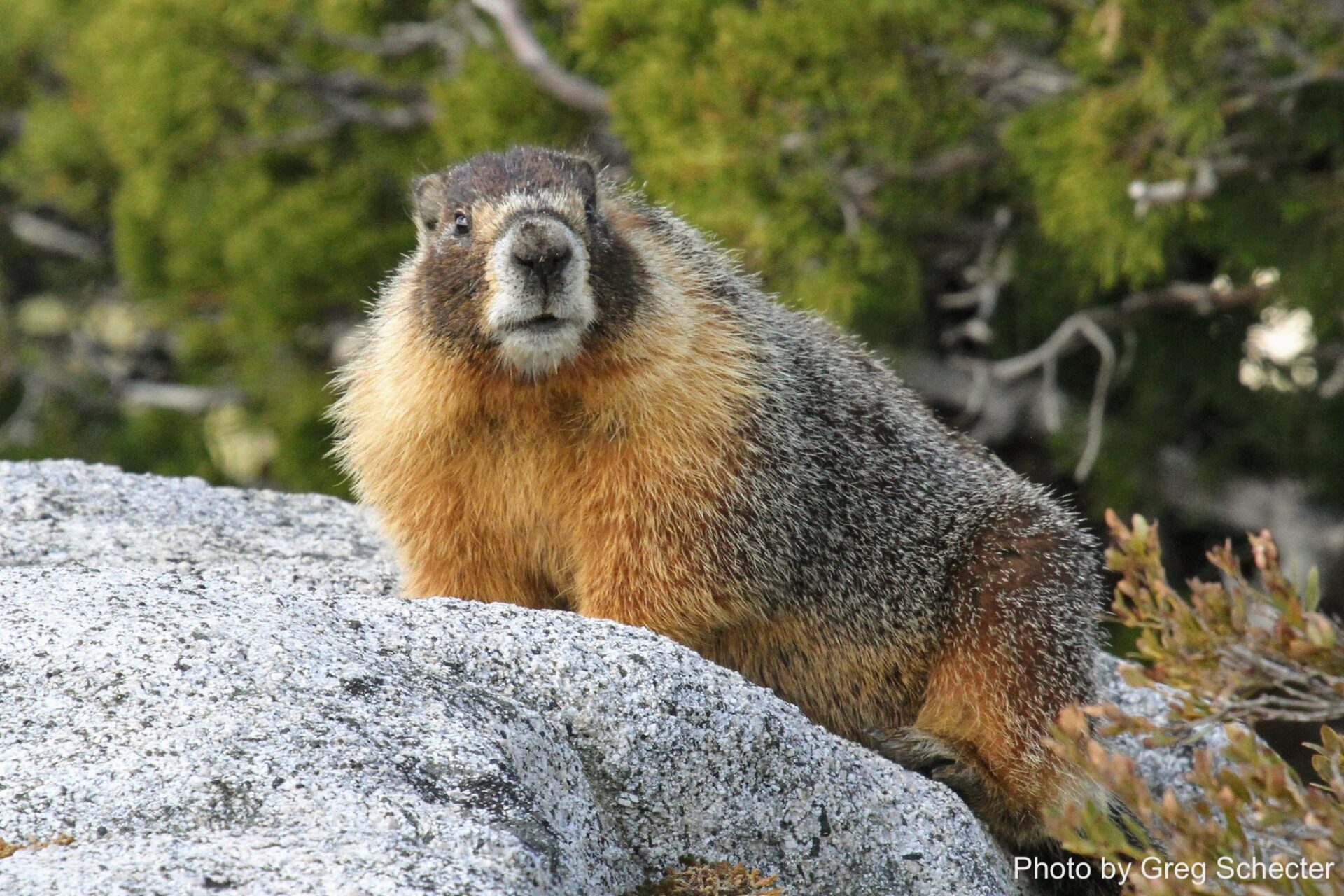 Yellow bellied marmot_Greg Schecter