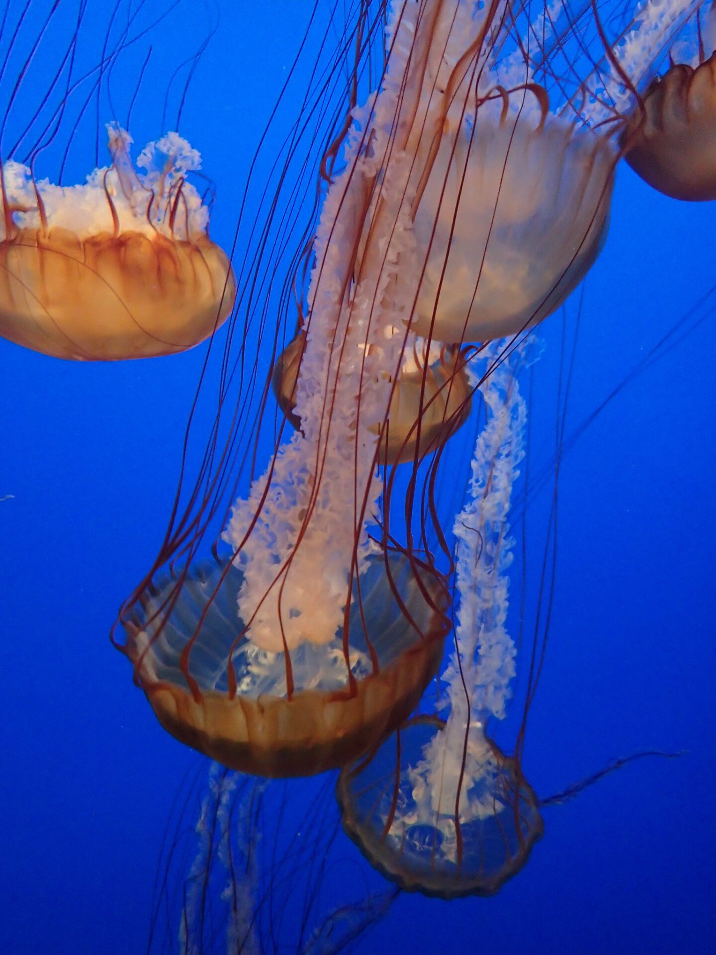 Sea nettle jelly Monterey Bay Aquarium