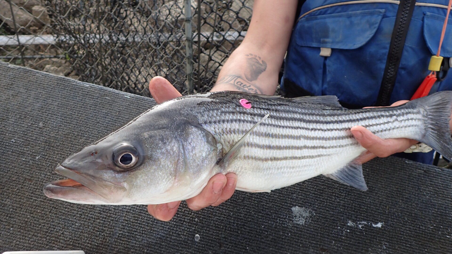 Striped bass with pink disc tag