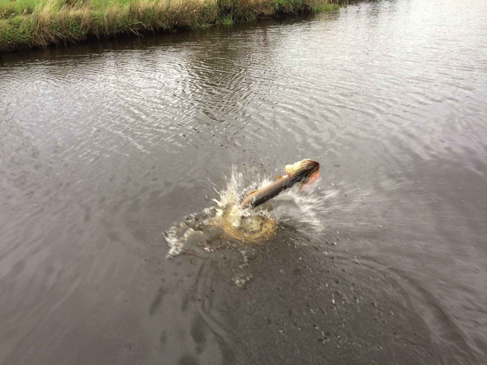 Northern Pike jumping