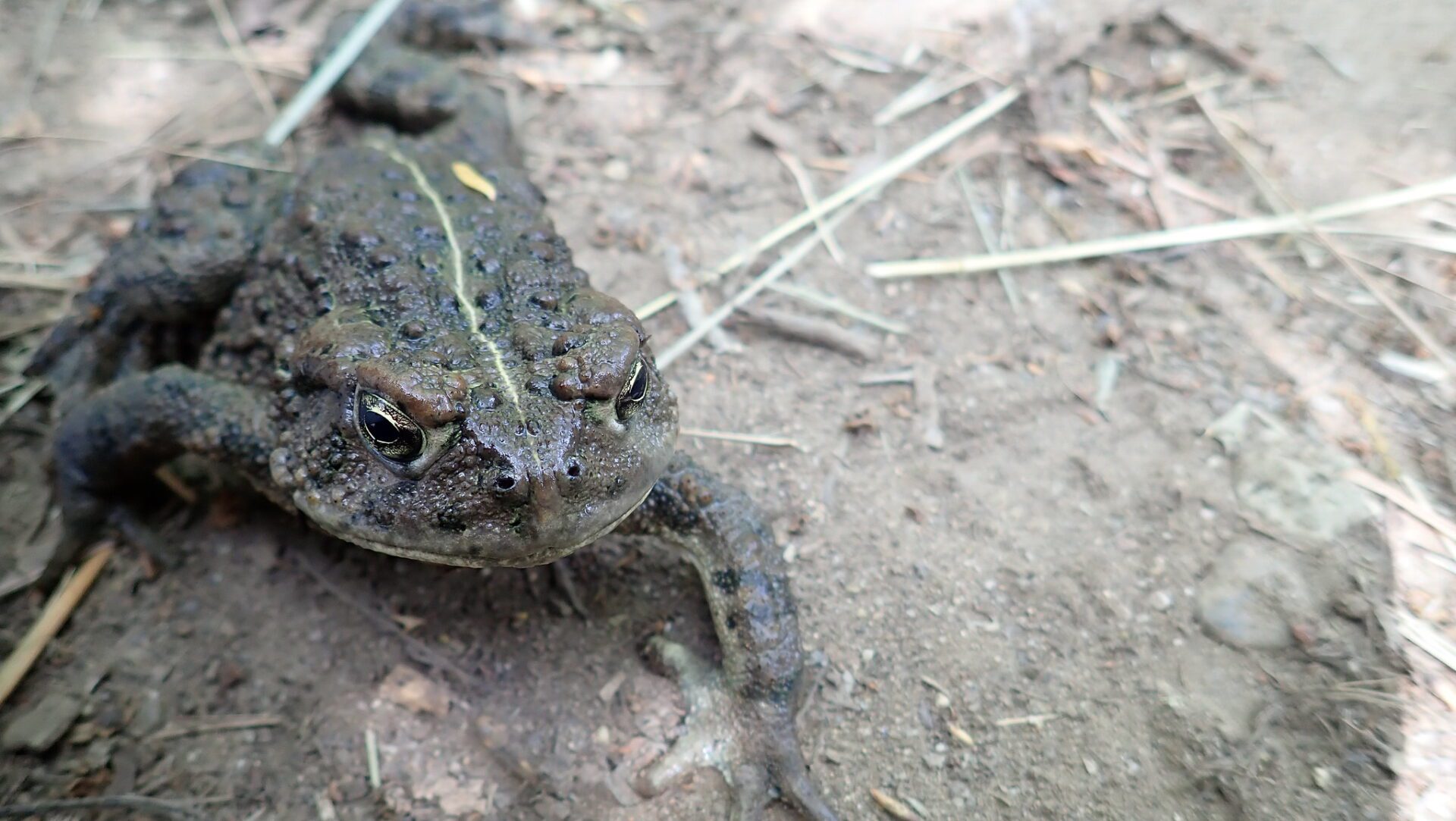 California toad