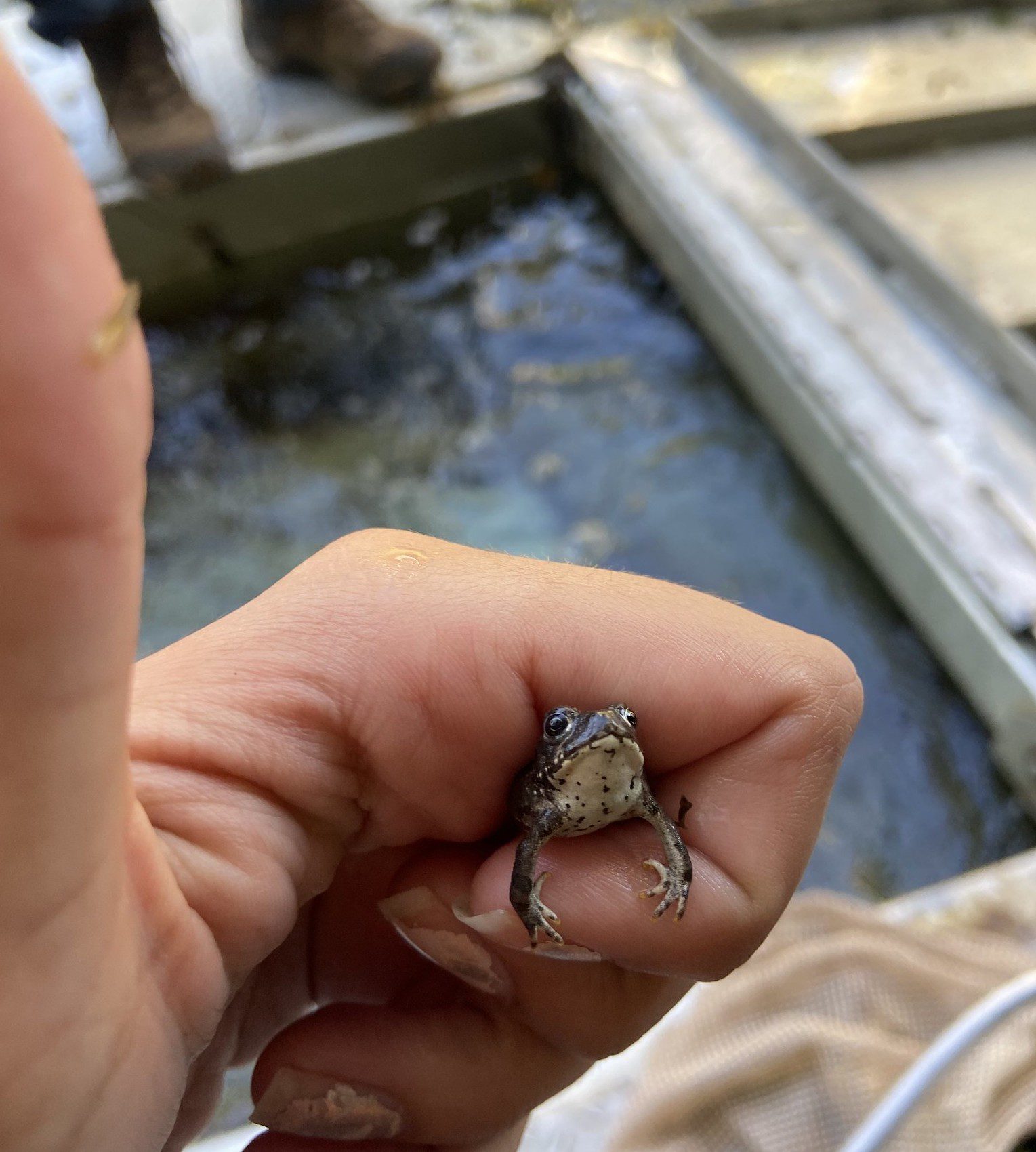 Juvenile California toad in rotary screw trap