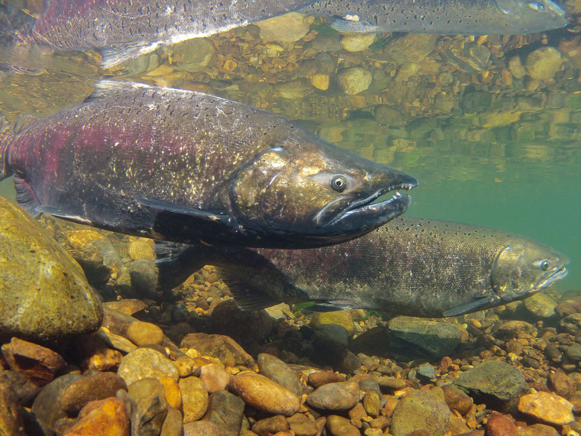 Salmon and Climate Change Models - FISHBIO | Fisheries Consultants