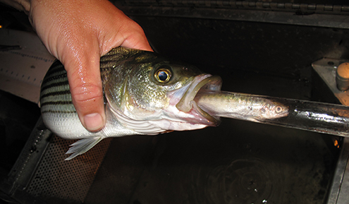 Predation of Juvenile Salmon in the Tuolumne River (2015)