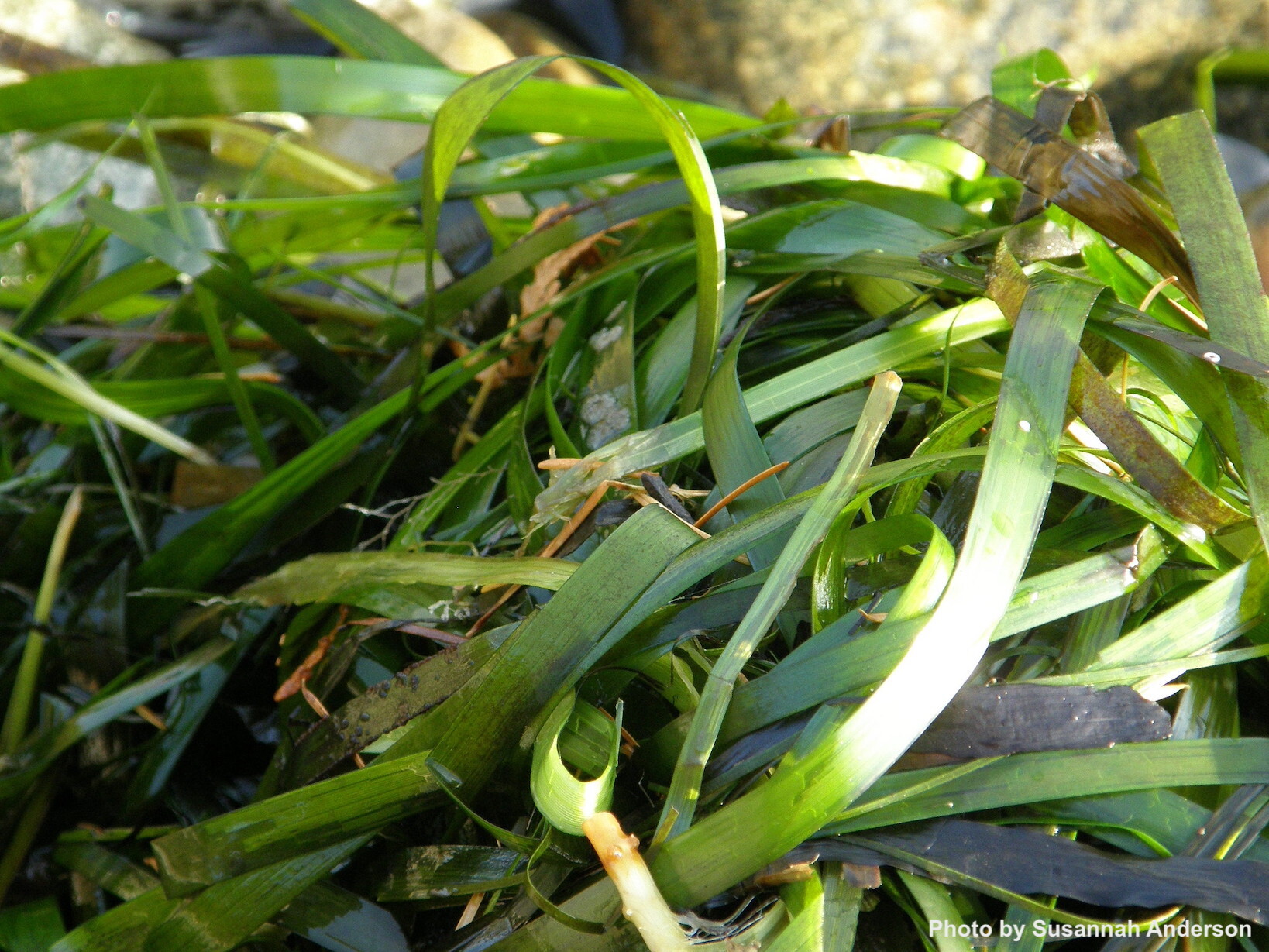 The Eelgrass is Greener A Powerhouse of an Aquatic Plant FISHBIO