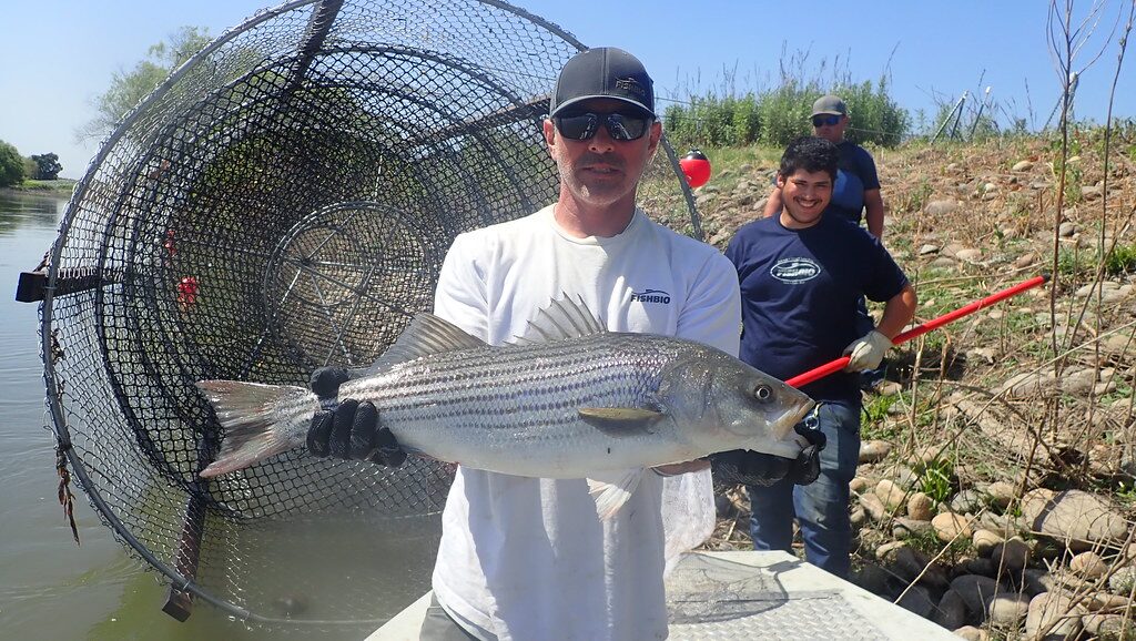 How Many Bass and Catfish are in the San Joaquin River? — Flashback Friday  - FISHBIO