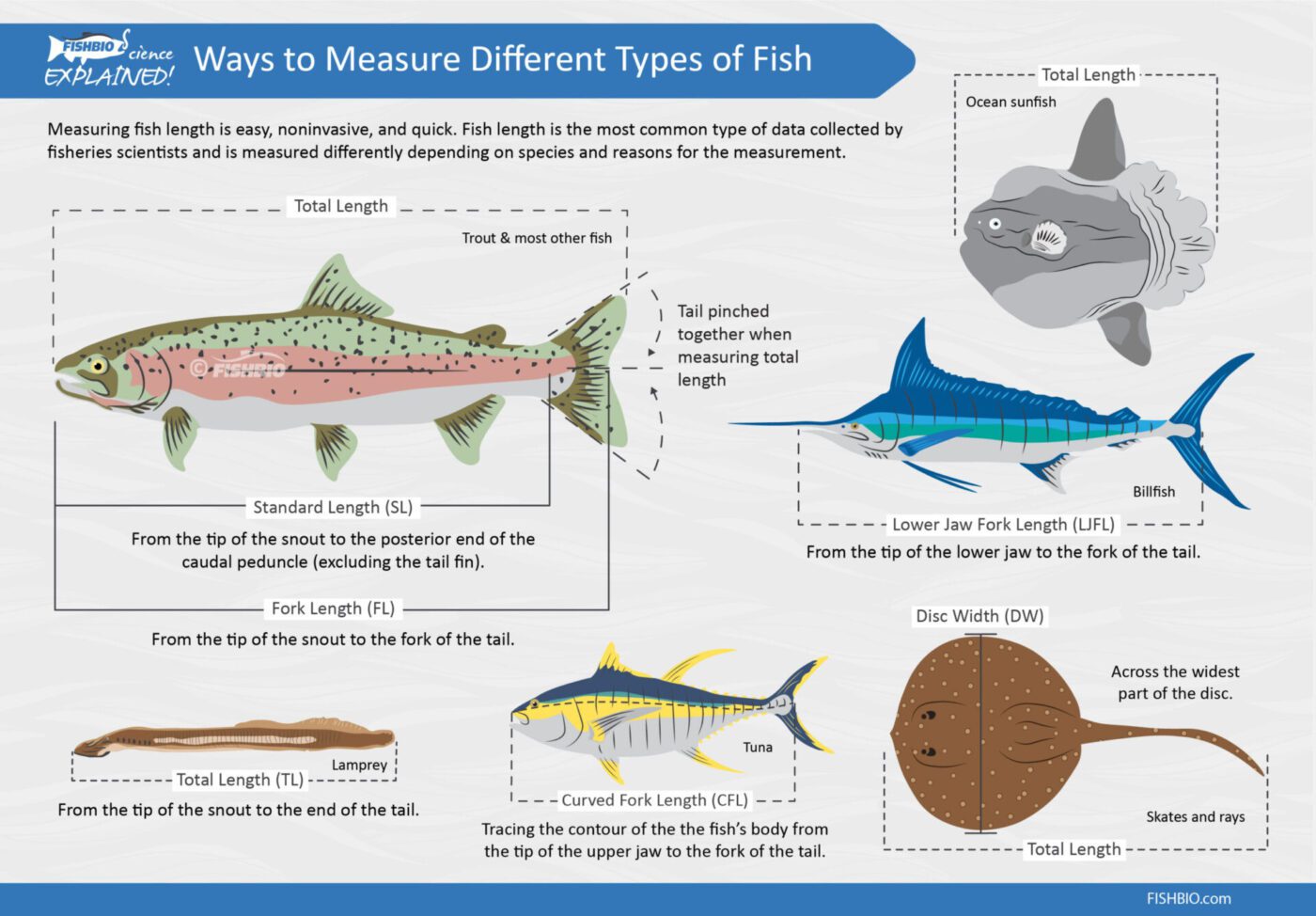 Finding the End of the Rainbow: All the Ways to Measure Fish