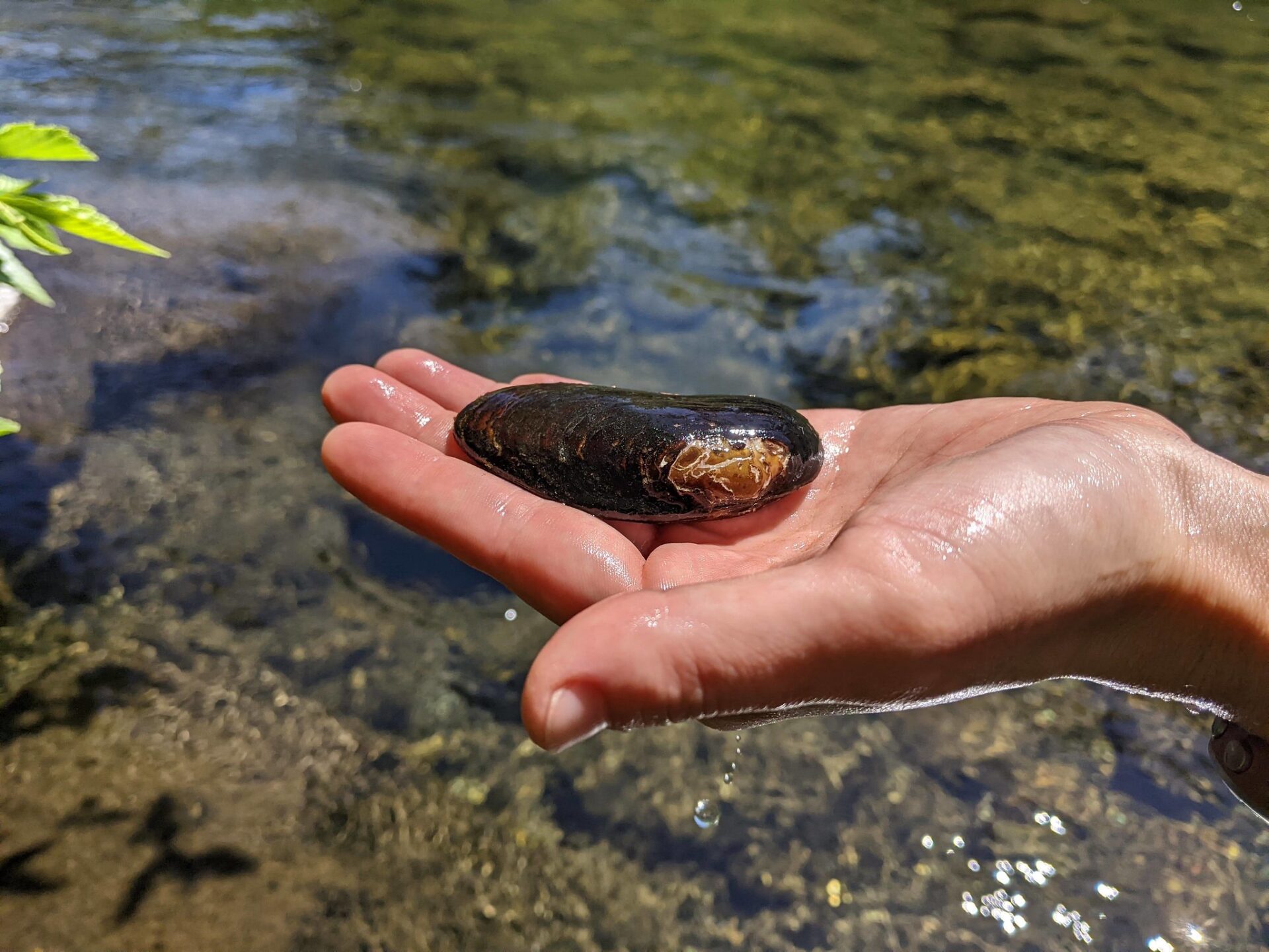 Put Some Mussel Into It Fish do the Heavy Lifting for Mussel