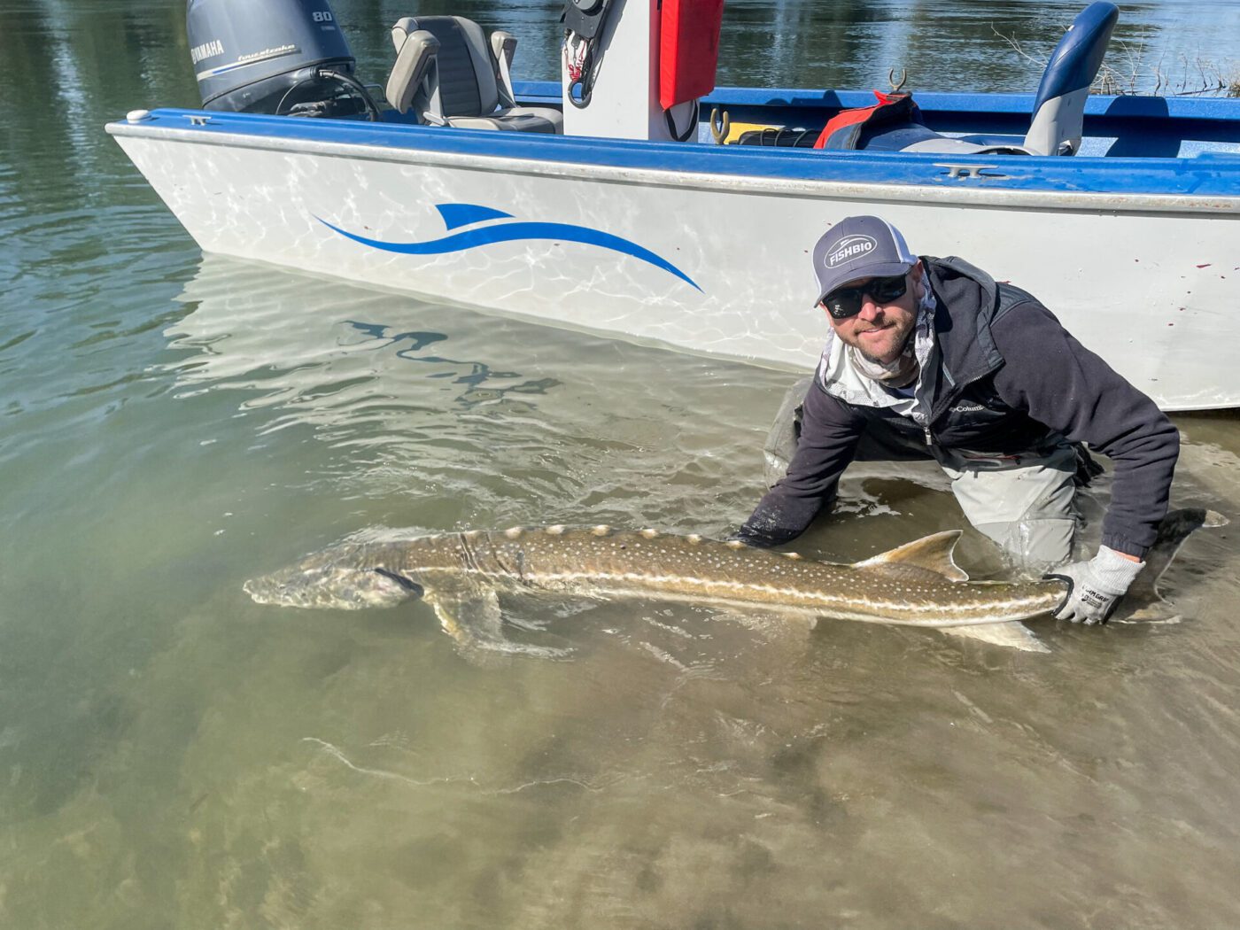 View from the Water  Sturgeon in Suisun Bay and Plainfin