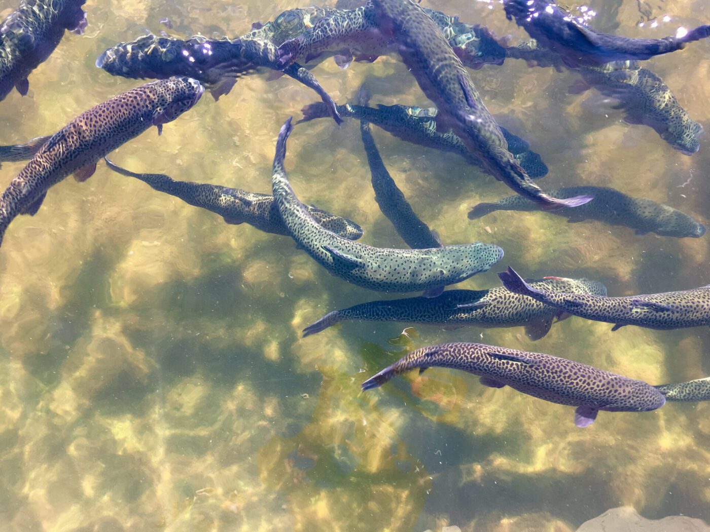 Don't Put All Your (Fish) Eggs in One Basket: Enhancing Diversity to  Promote Steelhead Resilience - FISHBIO