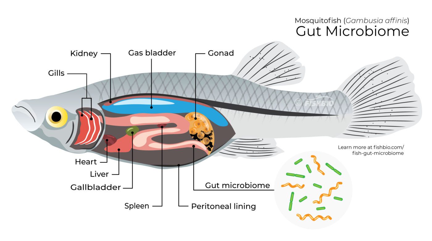  Learn • Fish • Share