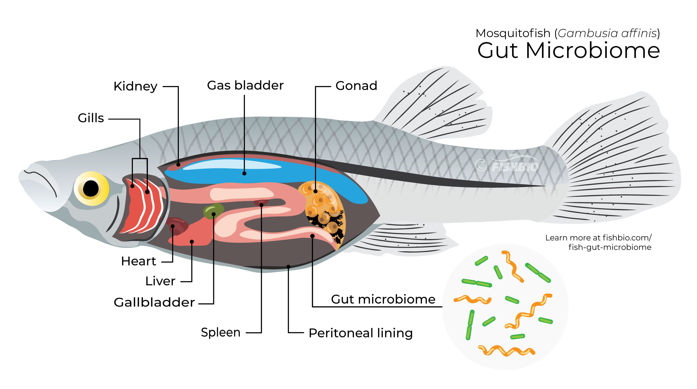 Bugs and Guts: How the Gut Microbiome Helps Fish (and Human) Hosts ...