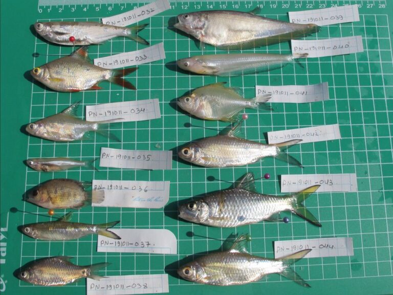 From Head to Tail: Using Morphology to Identify Fish Species - FISHBIO ...