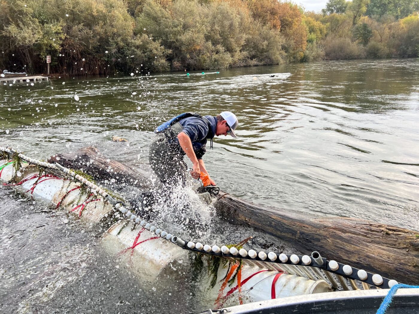 A man is using a chainsaw to cut and remove a large log caught in a weir.