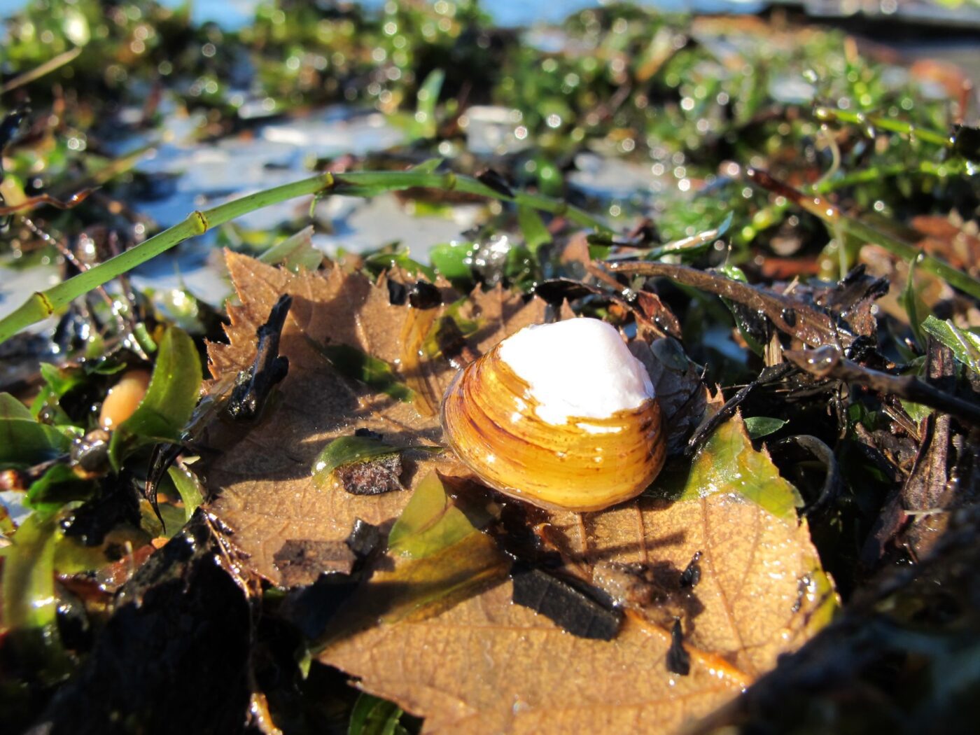 A small clam sitting on a leaf on a bed of vegetation