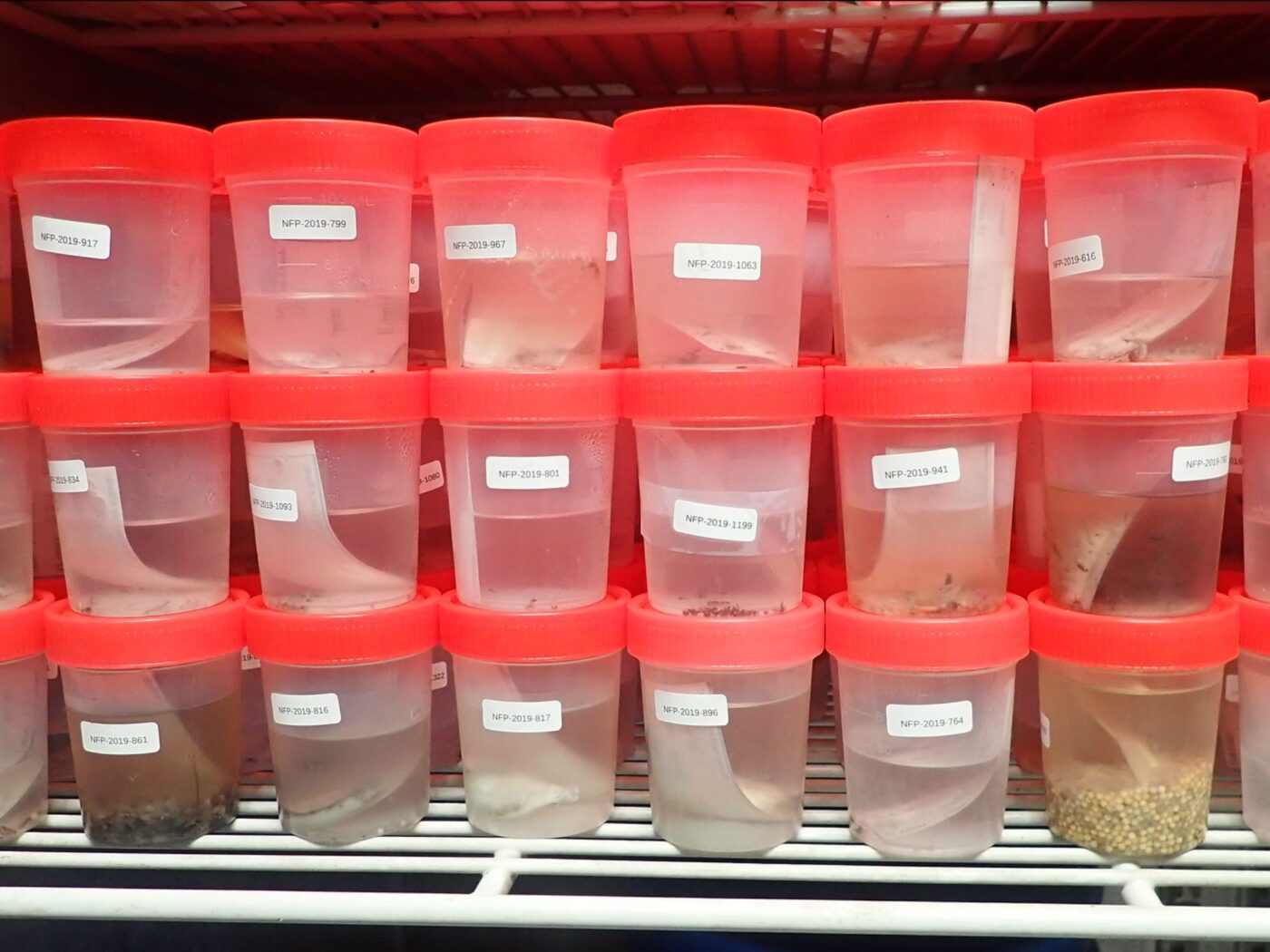 Stacks of plastic containers with red lids that are labeled and filled with liquid and diet samples