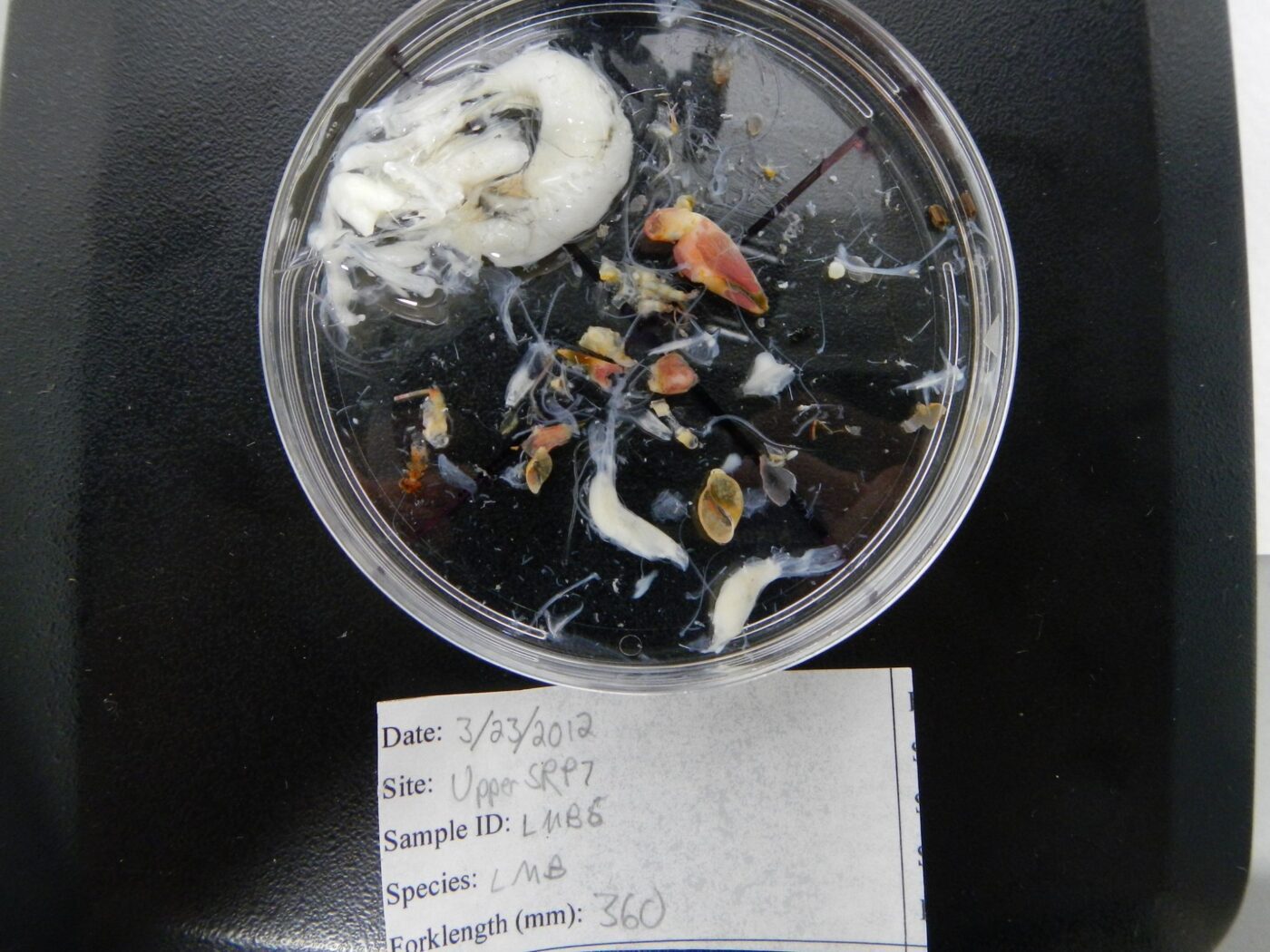 A petri dish filled with stomach contents of a fish on top of a black background with a white label