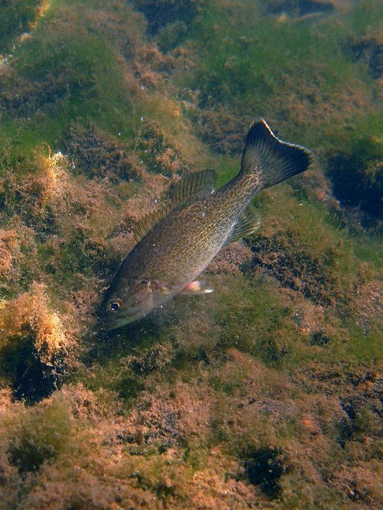 Black bass feeding on bottom of a river