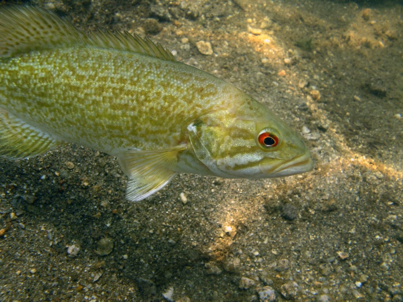 black bass with green coloration and striping and red eye on a brown sediment background